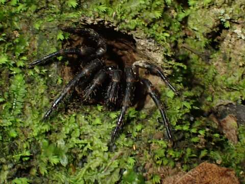 Cataxia pulleinei (Rainbow 1914) resmi