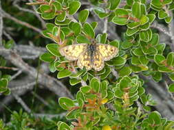 Imagem de Oreixenica orichora Meyrick 1885