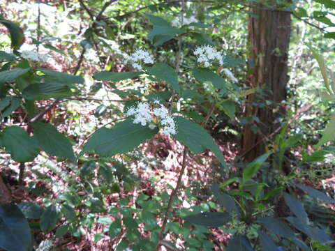 Imagem de Viburnum erosum Thunb.