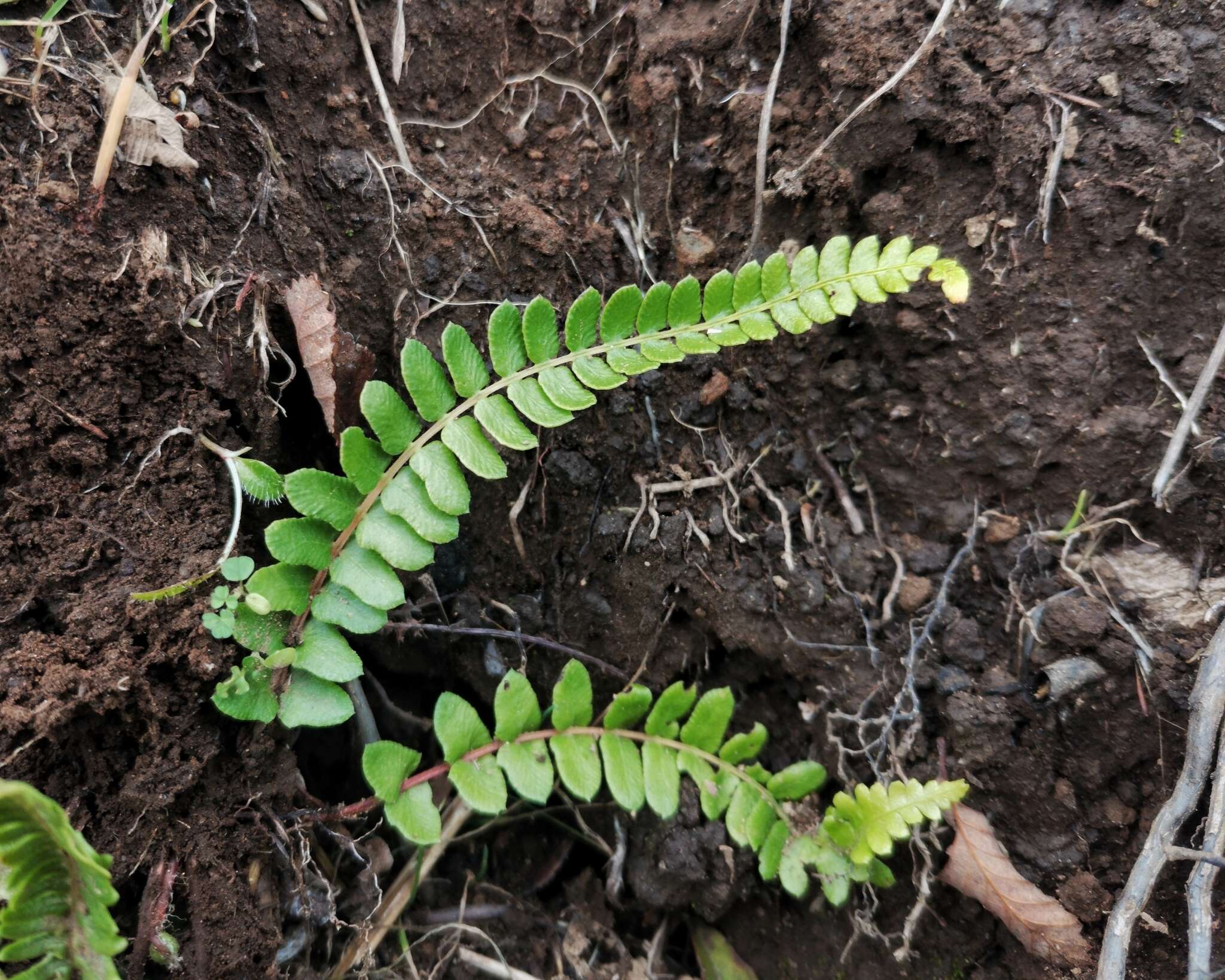 Image of Austroblechnum microphyllum (Goldm.) Gasper & V. A. O. Dittrich