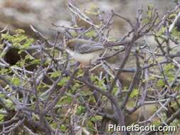 Plancia ëd Prinia rufifrons Rüppell 1840