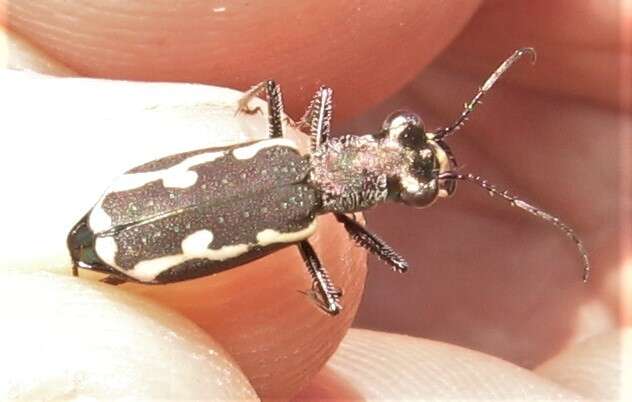 Image of Cylindera (Cylindera) paludosa (L. Dufour 1820)