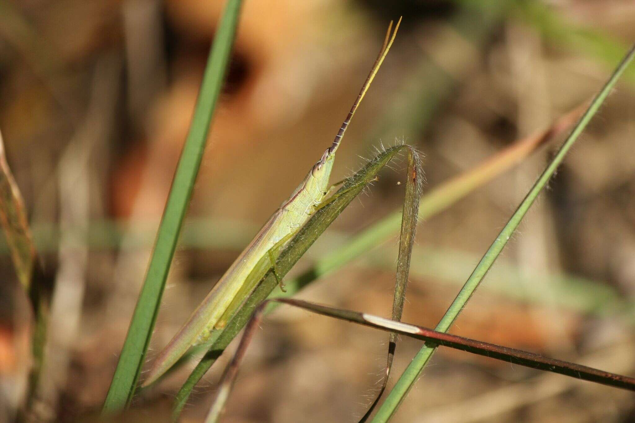 Image of Gonista bicolor (Haan 1842)