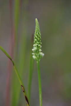 Image of Microtis alboviridis R. J. Bates