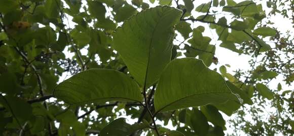 Imagem de Annona holosericea Saff.