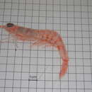 Image of pinkspeckled shrimp
