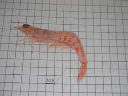 Image of pinkspeckled shrimp