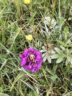 Image of Northern Marsh-orchid