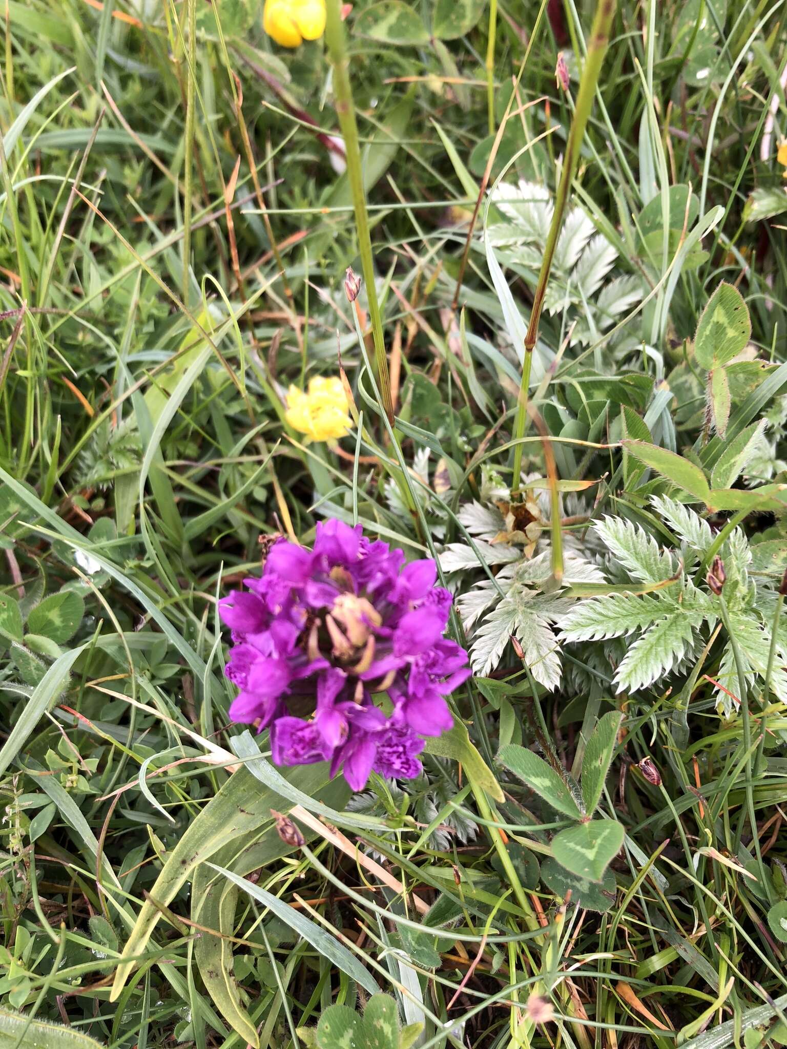 Image of Northern Marsh-orchid