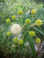 Image of Mexican Buttonbush