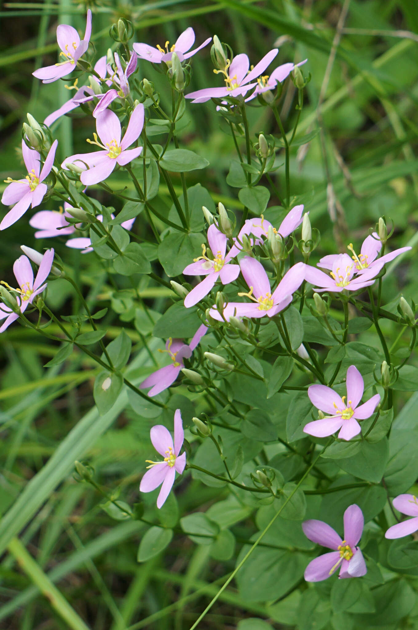 Imagem de Sabatia angularis (L.) Pursh