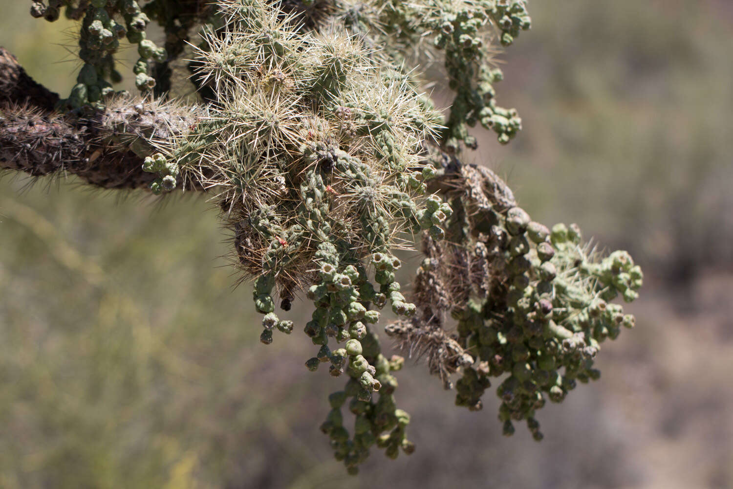 Image of jumping cholla