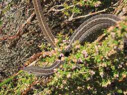 Image of Cape Snake Lizard