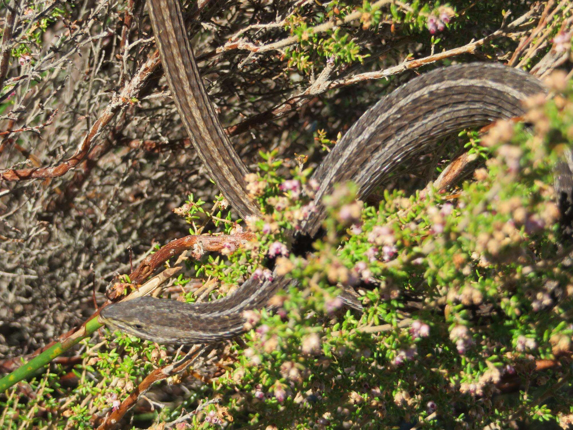 Image de Chamaesaura anguina anguina (Linnaeus 1758)