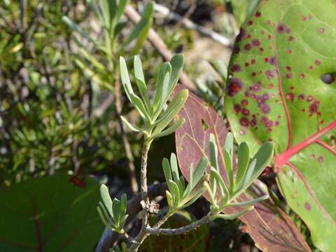 Image of Tree Oxeye