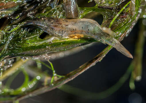 Image of Paratya tasmaniensis