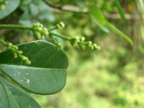 Image of Esenbeckia febrifuga (Saint-Hilaire) A. Juss. ex Mart.