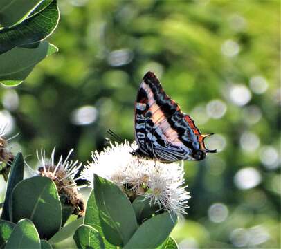 Imagem de <i>Charaxes <i>druceanus</i></i> druceanus