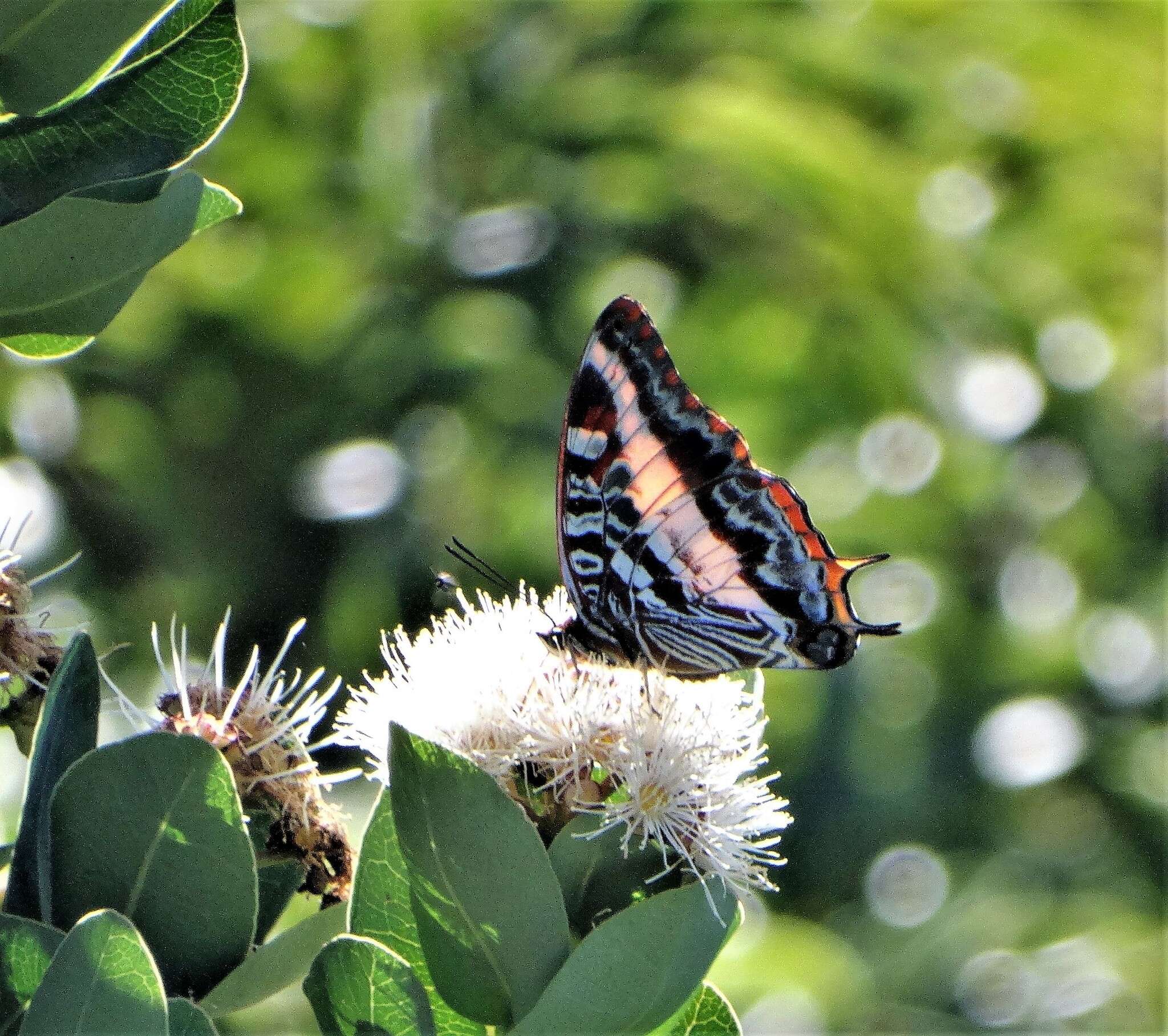 Image of <i>Charaxes <i>druceanus</i></i> druceanus