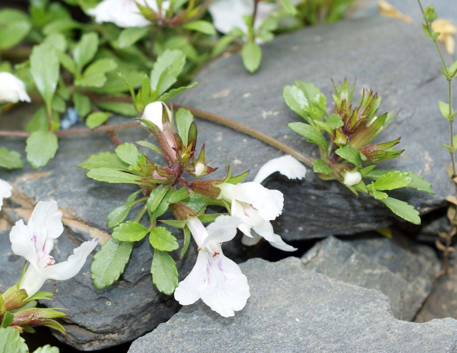 Слика од Stachys pauli Grossh.