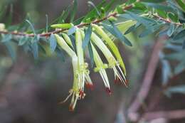 Image of Styphelia viridis Andr.