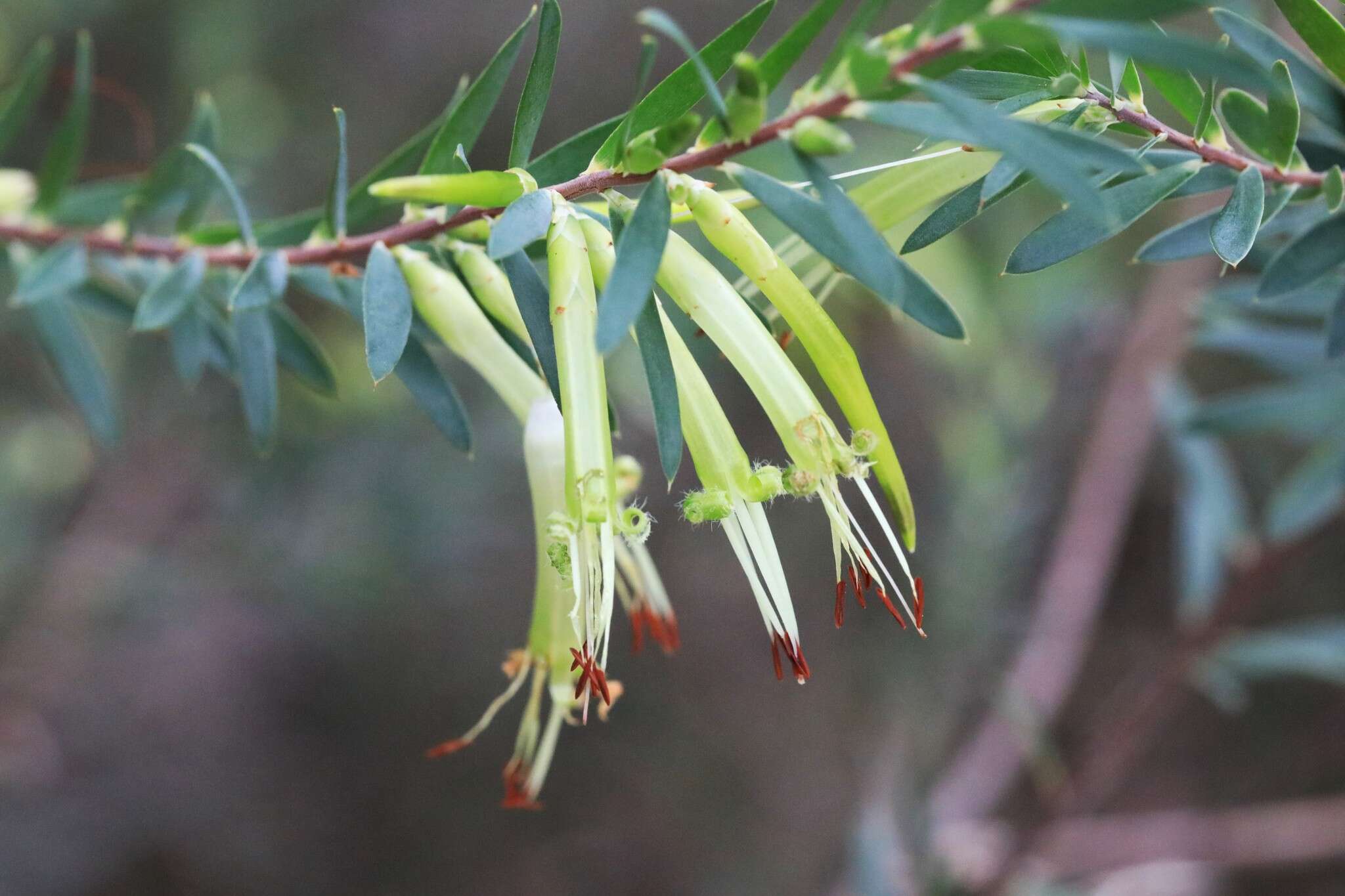 Image of Styphelia viridis Andr.