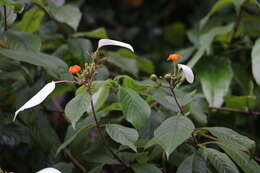 Image of White flag bush