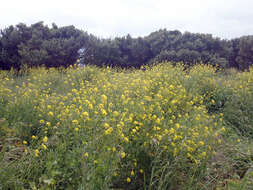 Brassica napus subsp. napus resmi