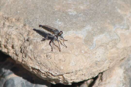 Image of <i>Stackelberginia cerberus</i>