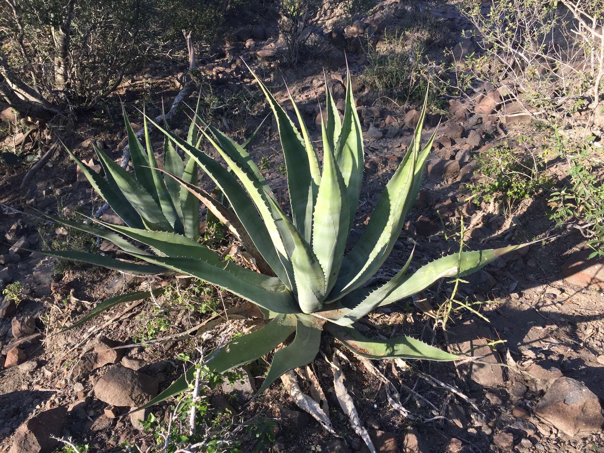 Image of rough century plant