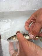 Image of Yellow Perch