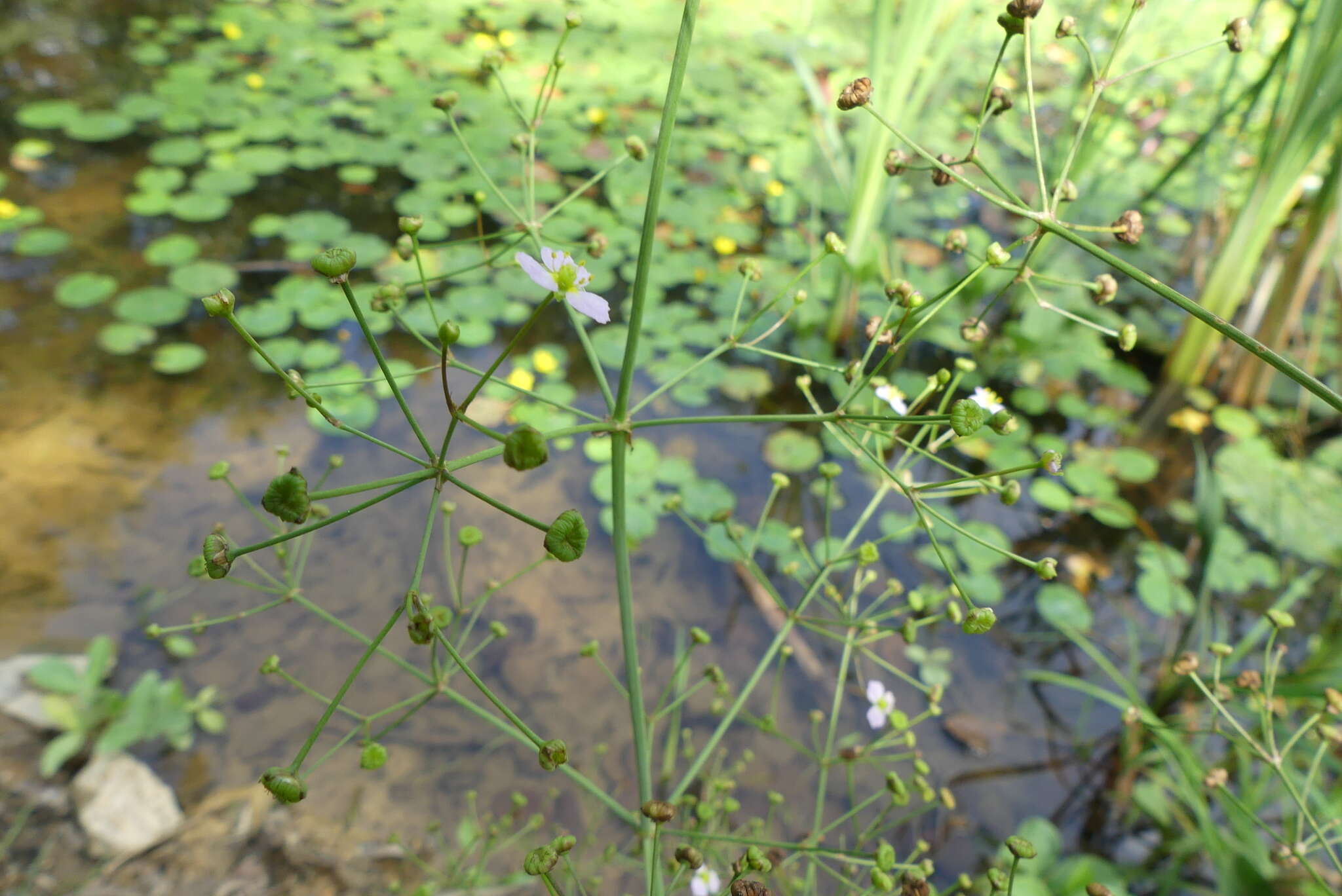 Image of Narrow-leaved Water-plantain
