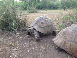 Image of Stigmochelys