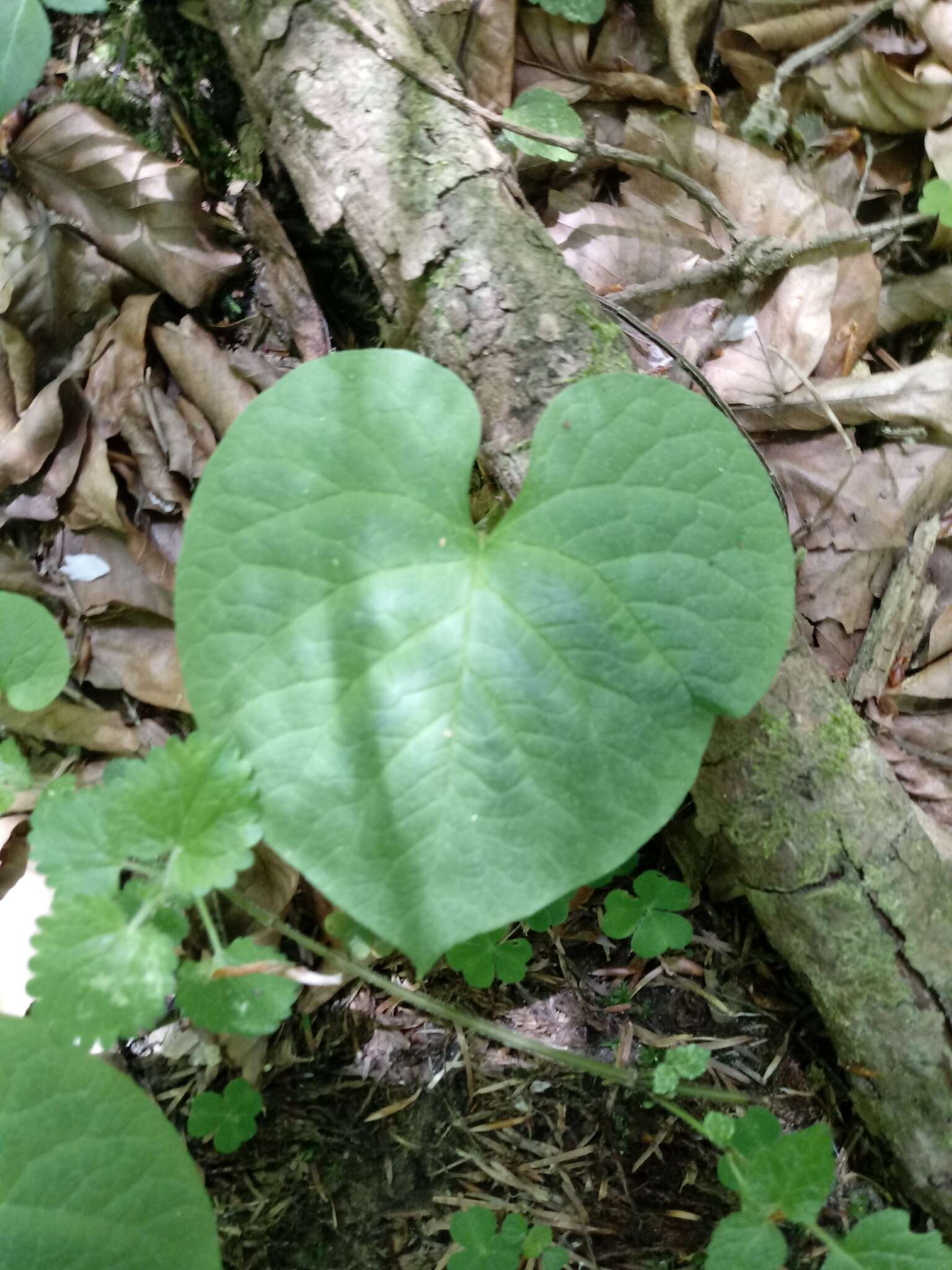 Image of Symphytum cordatum Waldst. & Kit.