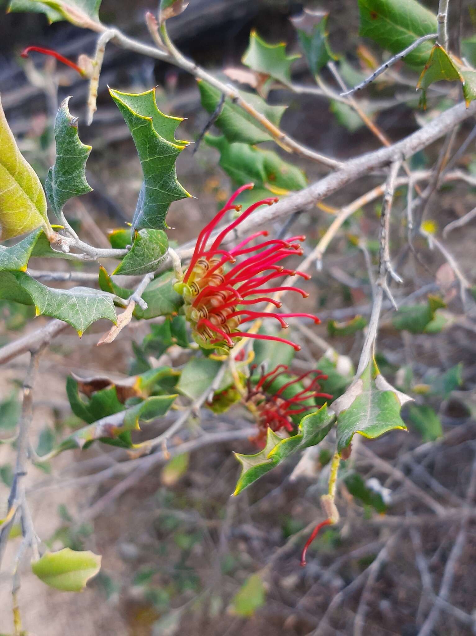 Image of Grevillea aquifolium Lindl.