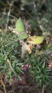 Plancia ëd Genista hispanica subsp. occidentalis Rouy