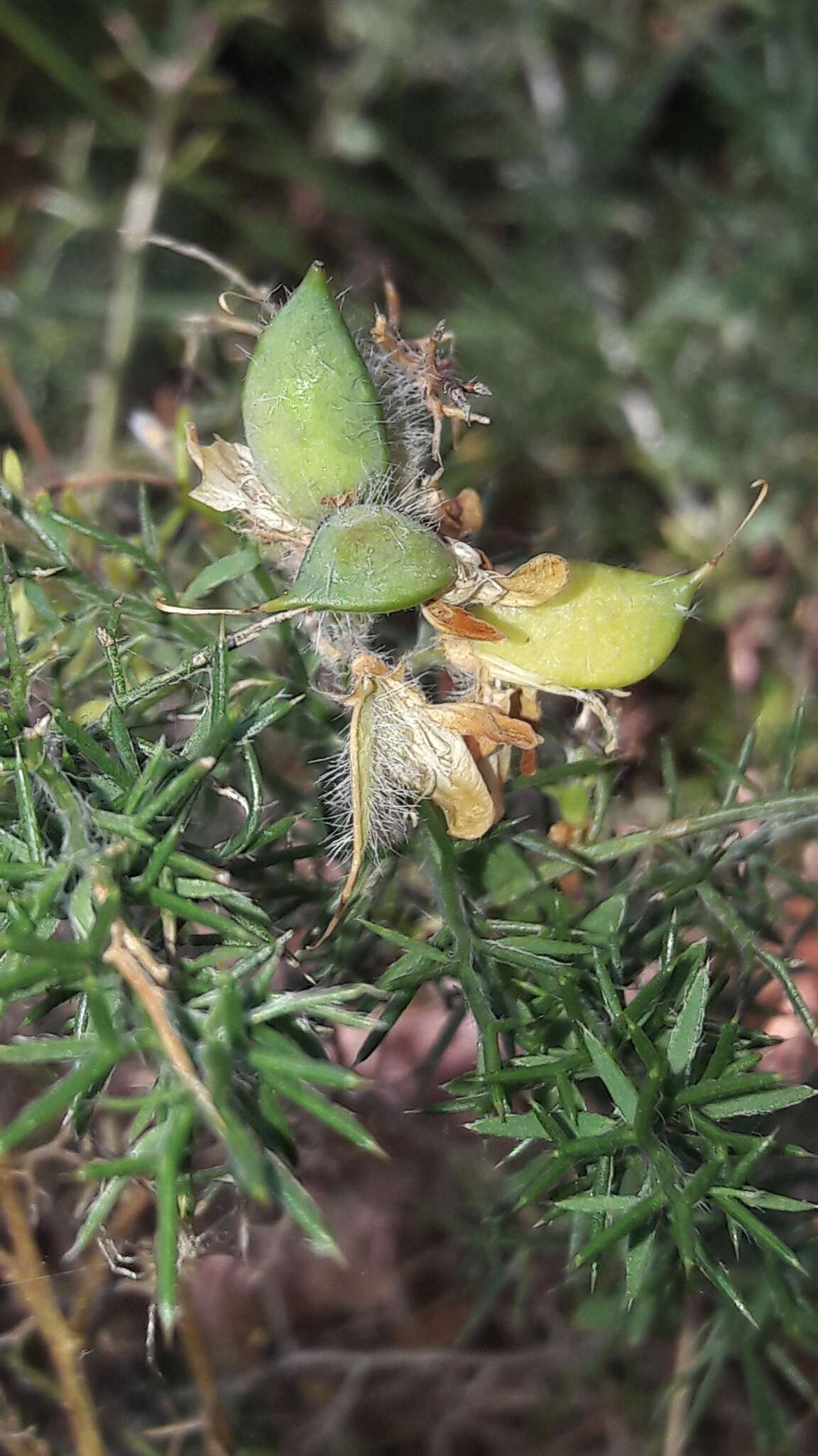 Image of Genista hispanica subsp. occidentalis Rouy