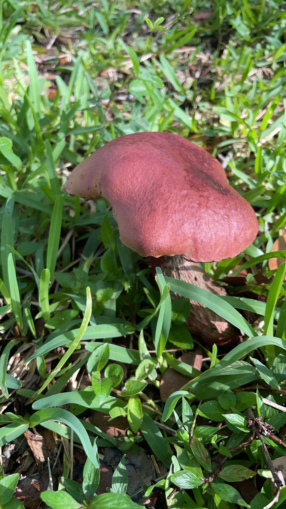 Image of Boletus carminiporus Bessette, Both & Dunaway 1998