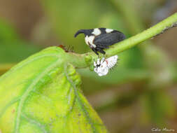 Imagem de Enchophyllum quinquemaculata Fairmaire