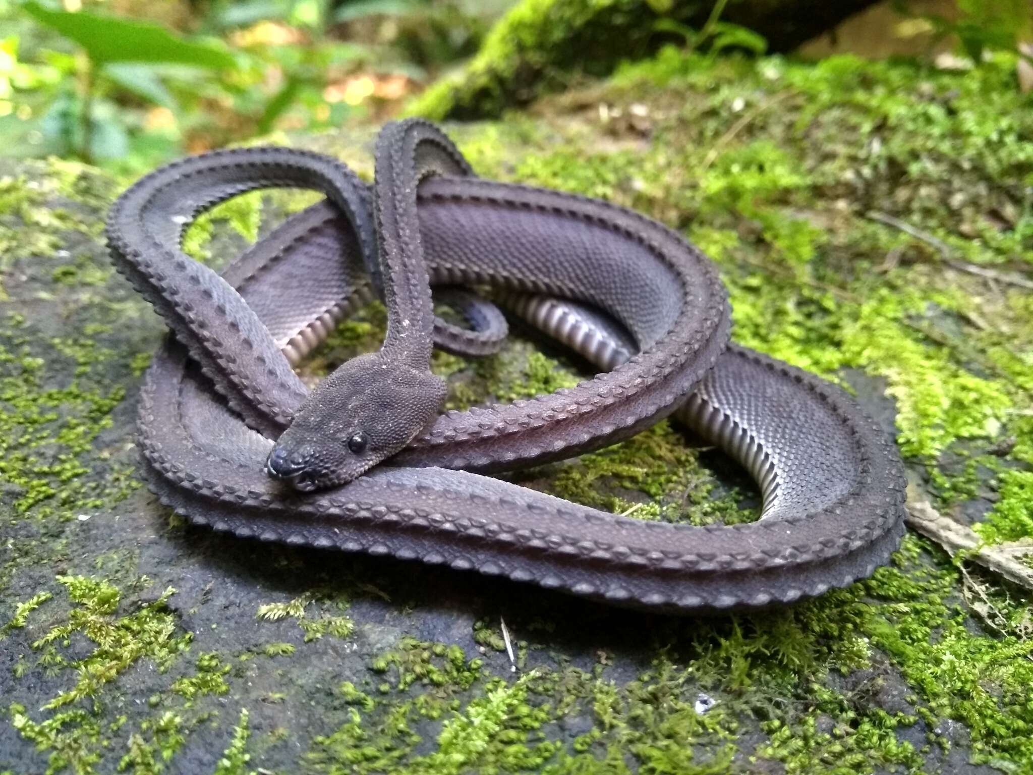 Image of Rough-backed Litter Snake