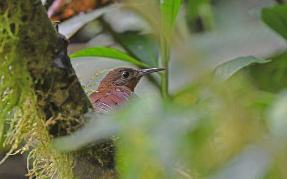 Image of Andean Dusky Leaftosser