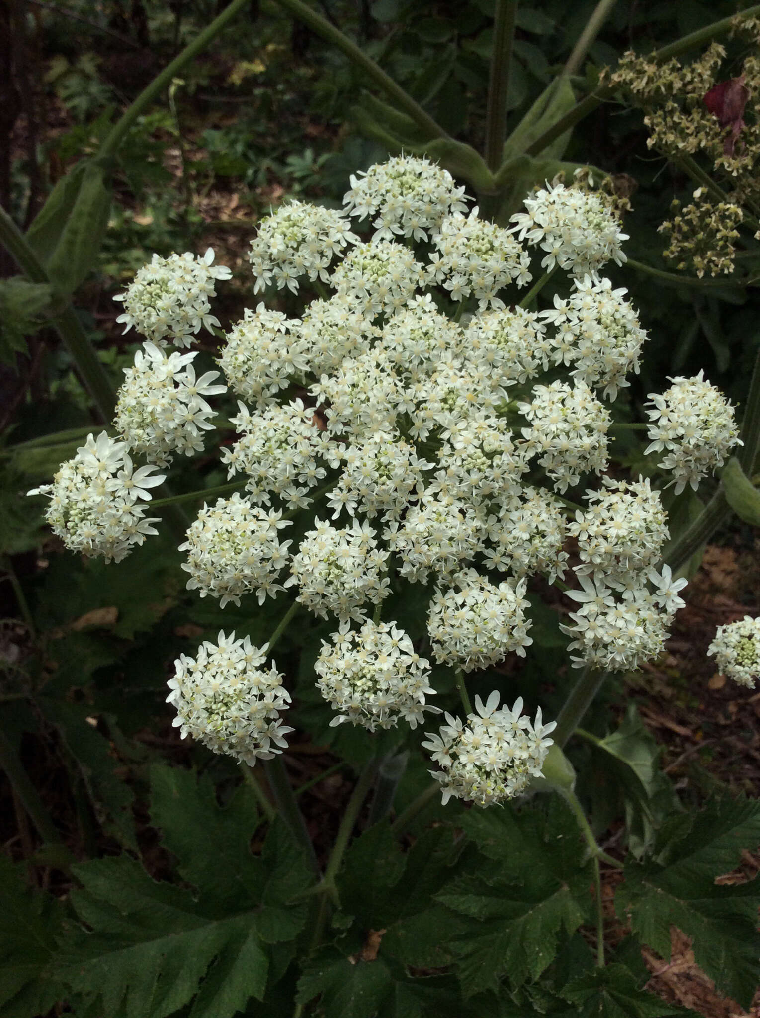 Image of American Cow-Parsnip