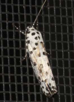 Image of Ethmia clytodoxa Turner 1917