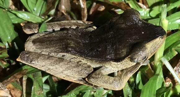 Image of File-Eared Tree Frog