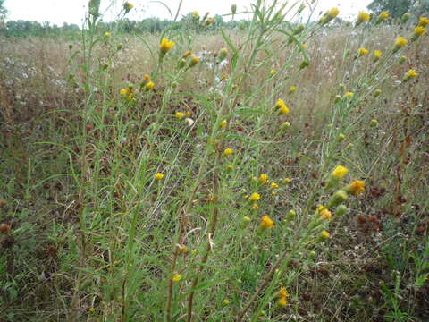 Image of Hieracium umbellatum subsp. filifolium (Üksip) Tzvel.