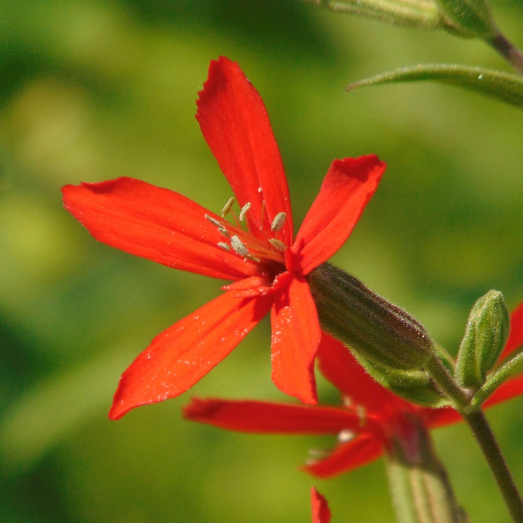 Image of royal catchfly