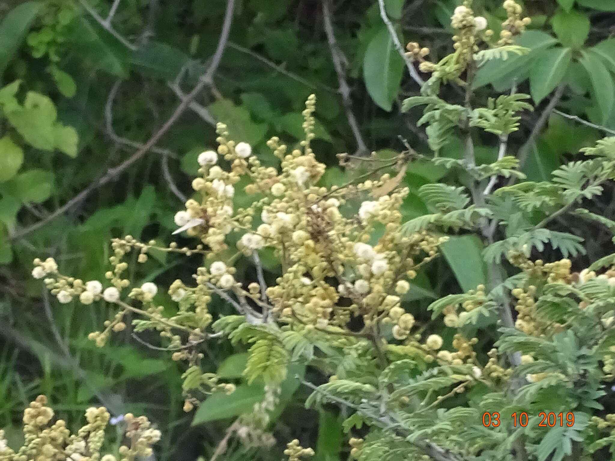 Image of Vachellia leucophloea (Roxb.) Maslin, Seigler & Ebinger