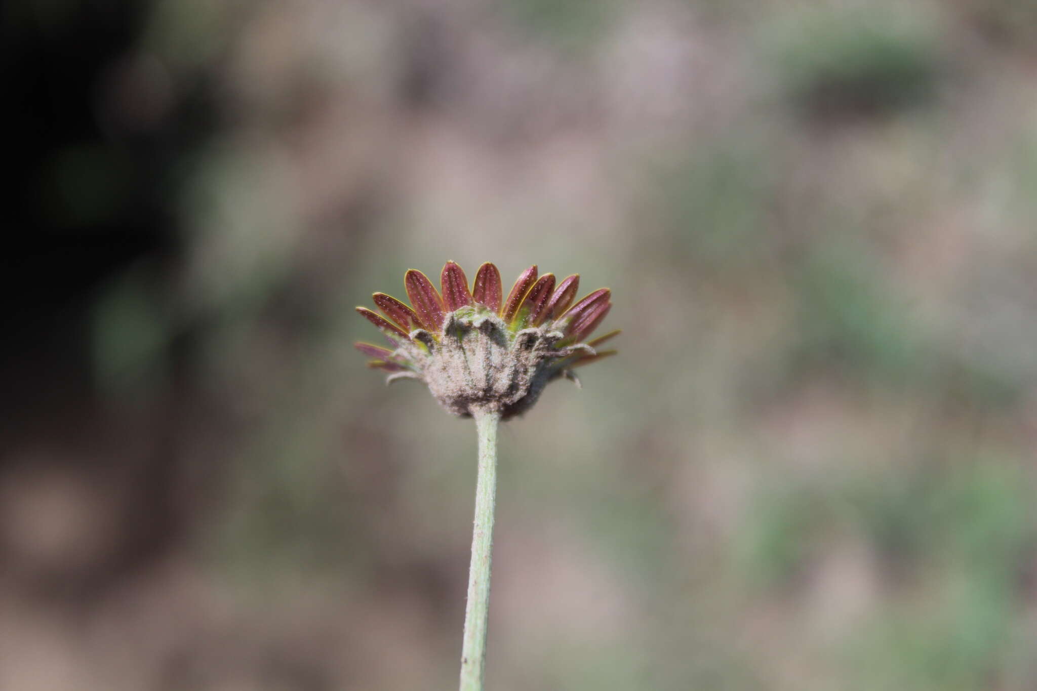 Image of Arctotis arctotoides (L. fil.) O. Hoffm.