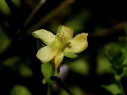 Imagem de Hypericum japonicum subsp. japonicum