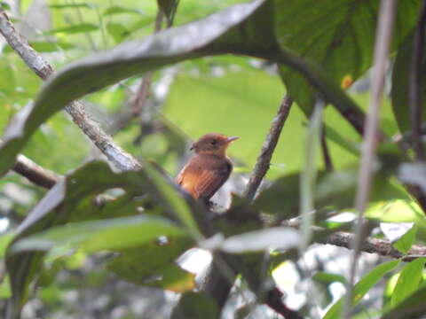 Imagem de <i>Onychorhynchus coronatus swainsoni</i>